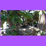 Baby Birds Mouth Open 2.jpg